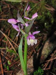 Dactylorhiza romana subsp. romana (Sebastian.) Soò