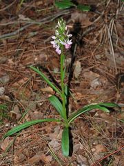 Dactylorhiza romana subsp. romana (Sebastian.) Soò