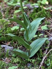 Epipactis atrorubens (Hoffm. ex Bernh.) Besser