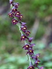 Epipactis atrorubens (Hoffm. ex Bernh.) Besser