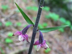 Epipactis atrorubens (Hoffm. ex Bernh.) Besser