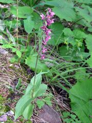 Epipactis atrorubens (Hoffm. ex Bernh.) Besser