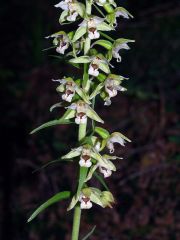 Epipactis helleborine subsp. helleborine (L.) Crantz