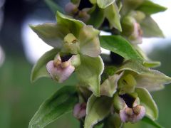 Epipactis helleborine subsp. helleborine (L.) Crantz