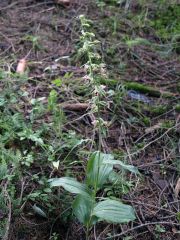 Epipactis helleborine subsp. helleborine (L.) Crantz