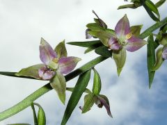 Epipactis helleborine subsp. helleborine (L.) Crantz