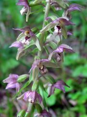 Epipactis helleborine subsp. helleborine (L.) Crantz