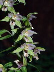 Epipactis helleborine subsp. helleborine (L.) Crantz