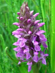 Dactylorhiza incarnata subsp. incarnata (L.) Soò