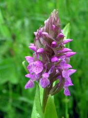 Dactylorhiza incarnata subsp. incarnata (L.) Soò