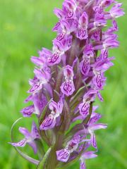 Dactylorhiza incarnata subsp. incarnata (L.) Soò