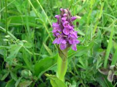 Dactylorhiza incarnata subsp. incarnata (L.) Soò