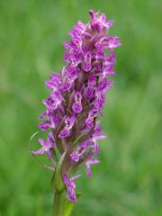 Dactylorhiza incarnata subsp. incarnata (L.) Soò