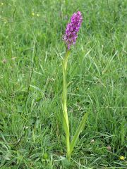 Dactylorhiza incarnata subsp. incarnata (L.) Soò