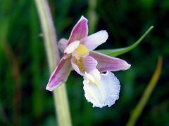 Epipactis palustris (L.) Crantz