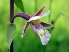 Epipactis palustris (L.) Crantz