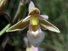 Epipactis palustris (L.) Crantz