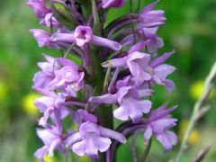 Gymnadenia conopsea (L.) R. Br.