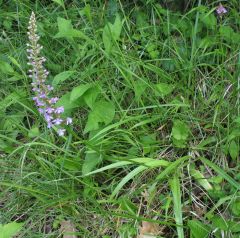 Gymnadenia conopsea (L.) R. Br.