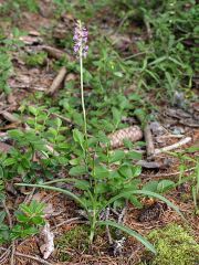 Gymnadenia odoratissima (L.) Rich.