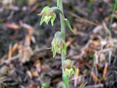 Epipactis microphylla (Ehrh.) Sw.