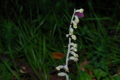 Epipactis microphylla (Ehrh.) Sw.