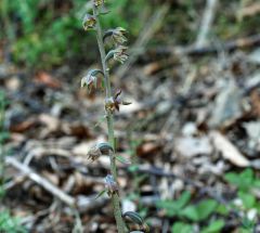 Epipactis microphylla (Ehrh.) Sw.