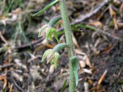 Epipactis microphylla (Ehrh.) Sw.