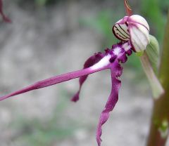 Himantoglossum adriaticum H. Baumann