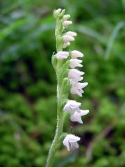 Goodyera repens (L.) R. Br.