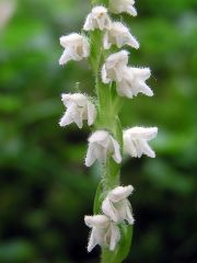 Goodyera repens (L.) R. Br.