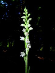 Goodyera repens (L.) R. Br.