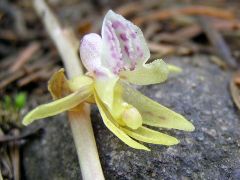 Epipogium aphyllum Sw.