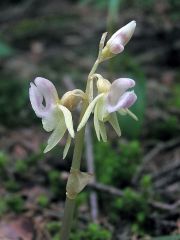 Epipogium aphyllum Sw.