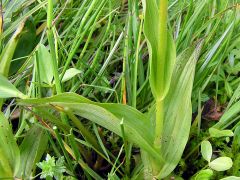 Epipactis palustris (L.) Crantz