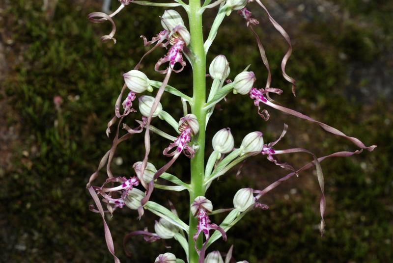 Himantoglossum adriaticum H. Baumann