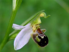 Ophrys apifera Hudson