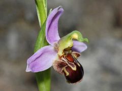 Ophrys apifera Hudson