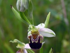 Ophrys apifera Hudson