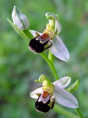 Ophrys apifera Hudson