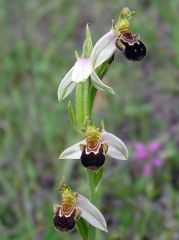 Ophrys apifera Hudson