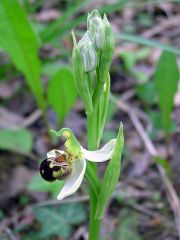 Ophrys apifera Hudson