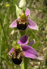 Ophrys apifera Hudson