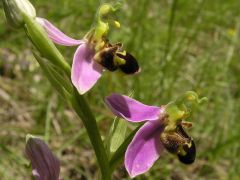 Ophrys apifera Hudson