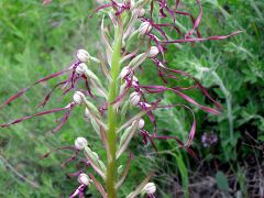 Himantoglossum adriaticum H. Baumann