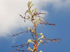 Himantoglossum adriaticum H. Baumann