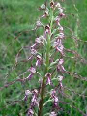 Himantoglossum adriaticum H. Baumann