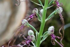 Himantoglossum adriaticum H. Baumann