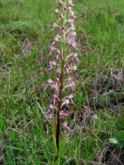 Himantoglossum adriaticum H. Baumann