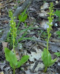 Listera ovata (L.) R. Br.